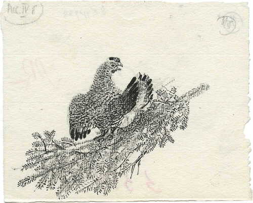 Курдов Валентин Иванович. Тетерев